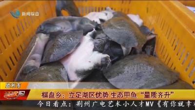 棋盘乡:立足湖区优势生态甲鱼