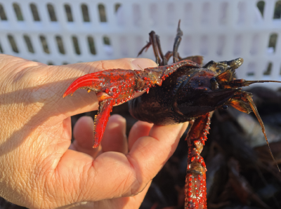 潜江龙虾：这个冬天，我决定不冬眠