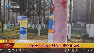 大树穿 “毛衣” 过冬 !   暖心又有趣