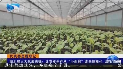 湖北省人大代表徐锋:让农业生产从“小而散”走向规模化