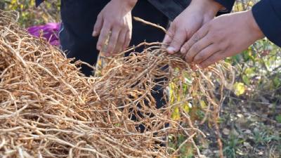 亩产值超2万，松滋一村“根”植特色产业