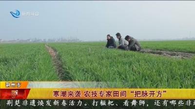 寒潮来袭    农技专家田间  