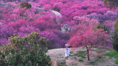 赏梅正当时，恒荣梅园直达专车开通啦！