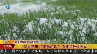 踏雪下田 “把脉问诊” 农技指导保收成