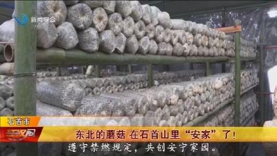 东北的蘑菇 在石首山里“安家”了!