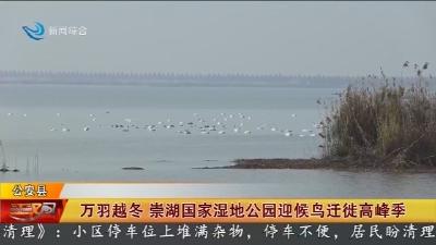 万羽越冬 崇湖国家湿地公园迎候鸟迁徙高峰季