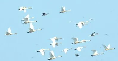 荆州：为了“一切天成”——来自湖北洪湖国家级自然保护区的“生态答卷”