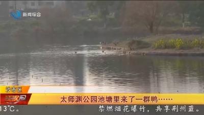 太师渊公园池塘里来了一群鸭......