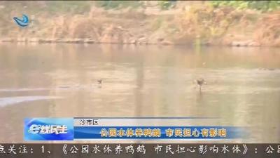 公园水体养鸭鹅 市民担心有影响