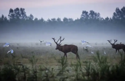 新华每日电讯刊发 | 回家40年，麋鹿不再“迷路”