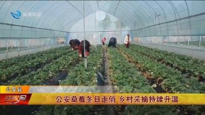公安草莓冬日走俏 乡村采摘持续升温