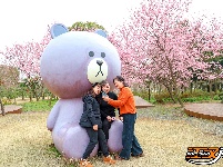 图集 | 荆州浅山森林美术园：春日花海醉游人