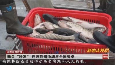 鲜鱼“秒发” 连通荆州渔塘与全国餐桌