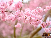 图集 | 荆州浅山森林美术园：春日花海醉游人