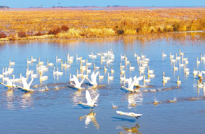 水清了 鸟多了 藕更甜了！长江荆江段及洪湖流域“山水工程”竣工