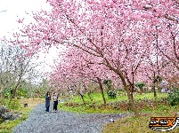 图集 | 荆州浅山森林美术园：春日花海醉游人