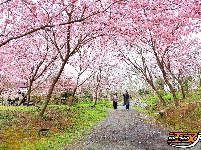 图集 | 荆州浅山森林美术园：春日花海醉游人