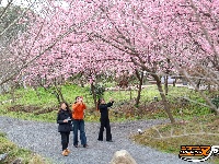 图集 | 荆州浅山森林美术园：春日花海醉游人