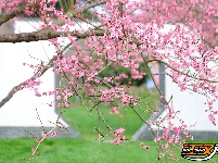 图集 | 荆州浅山森林美术园：春日花海醉游人