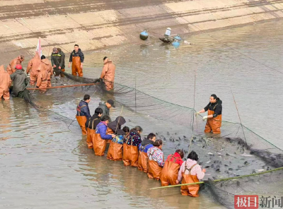 极目新闻 | 湖北荆州纪南文旅区：人欢鱼跃好“丰”景