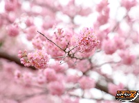 图集 | 荆州浅山森林美术园：春日花海醉游人