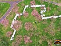 图集 | 荆州浅山森林美术园：春日花海醉游人