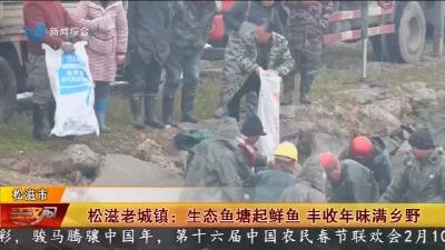 松滋老城镇: 生态鱼塘起鲜鱼 丰收年味满乡野