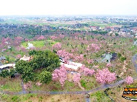 图集 | 荆州浅山森林美术园：春日花海醉游人