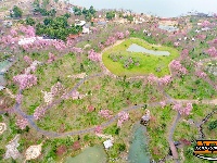 图集 | 荆州浅山森林美术园：春日花海醉游人