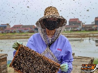 逐花之路：养蜂夫妻的“甜蜜事业”