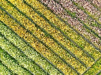 荆州区马山镇：千彩泼墨 绣出田园诗境
