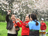 图集 | 粉白樱花醉枝头 赏花踏青正当时