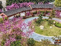 图集 | 紫荆绚烂 春意盎然