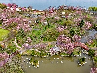 浅山樱花正烂漫