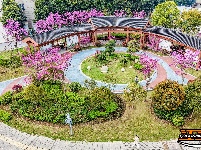 图集 | 紫荆绚烂 春意盎然