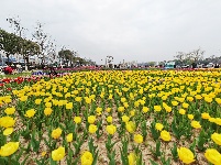 闻“香”欲醉 魅力荆州 万人赏花 与你相约金凤广场25万株郁金香芳香迷人