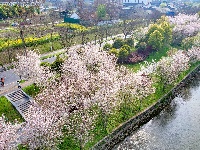  图集 | 荆州老南门：千年古城邂逅樱花盛景