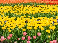 绝美花海！25万株郁金香扮靓金凤广场
