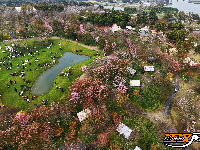 “花漾八岭山，打卡春天里”浅山樱花草坪音乐会引爆乡村游