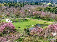 浅山樱花正烂漫