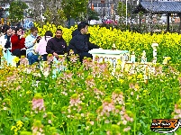图集 | 洪湖油菜花开带火乡村游