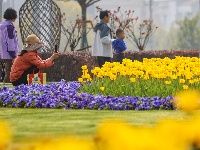 绝美花海！25万株郁金香扮靓金凤广场
