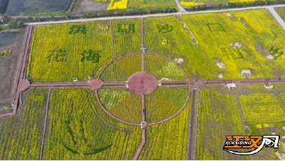 国网洪湖市供电公司：护航油菜花海点亮乡村文旅风景线