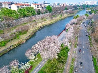  图集 | 荆州老南门：千年古城邂逅樱花盛景