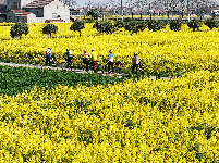油菜花开金灿灿 乡村美景如画来
