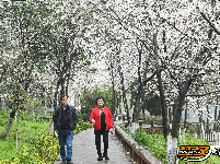 图集 | 粉白樱花醉枝头 赏花踏青正当时