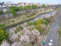  图集 | 荆州老南门：千年古城邂逅樱花盛景