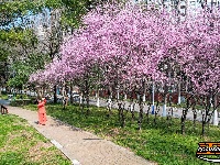 图集 | 荆襄河湿地公园春花烂漫 踏春赏景正当时