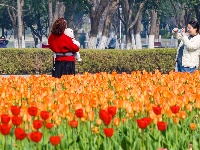 绝美花海！25万株郁金香扮靓金凤广场
