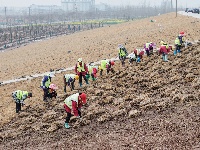 荆江大堤盐卡闸段绿化焕新颜